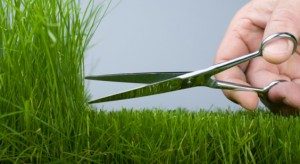 Cutting the grass with scissors